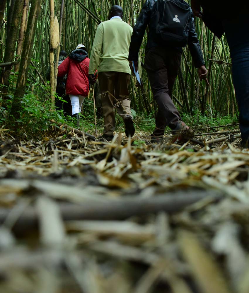 Mountain Gorilla Trekking in Uganda & Rwanda