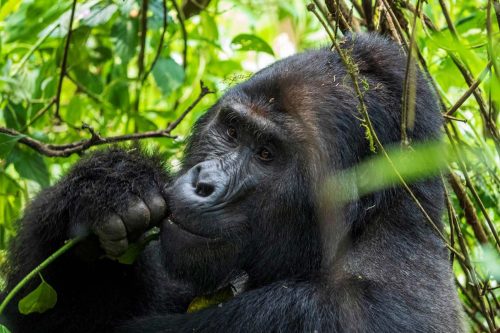 bwindi Gorilla