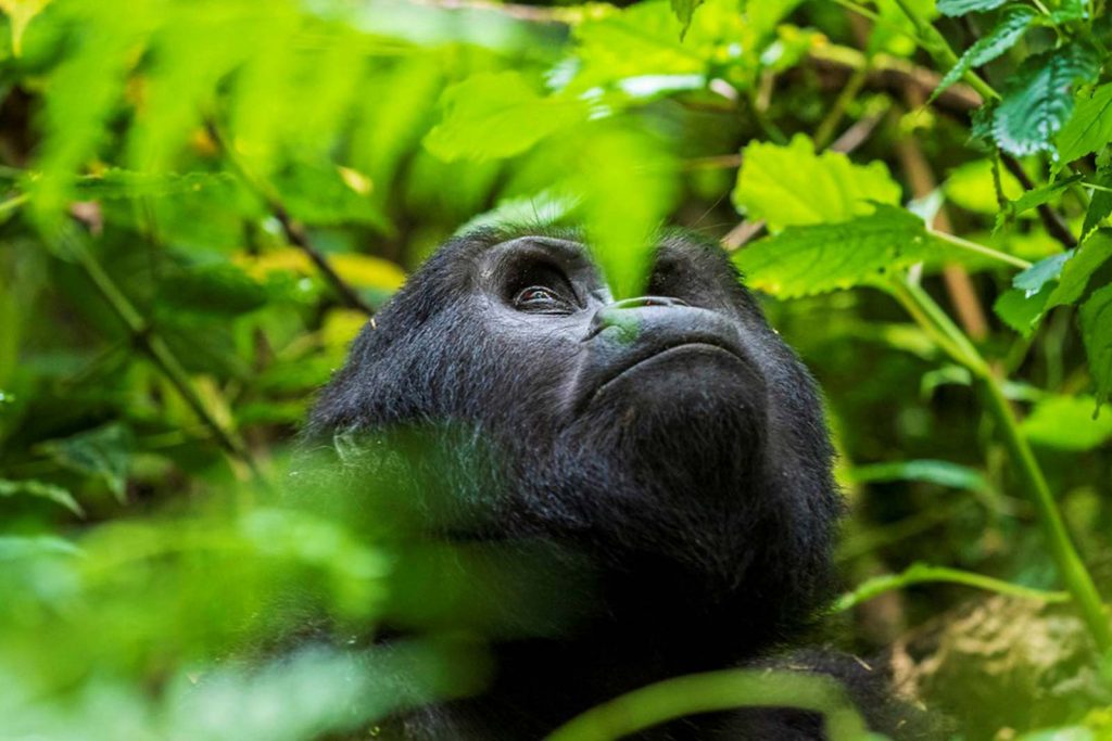 Uganda Primates - 12 Days Uganda Gorillas and Wildlife Safari