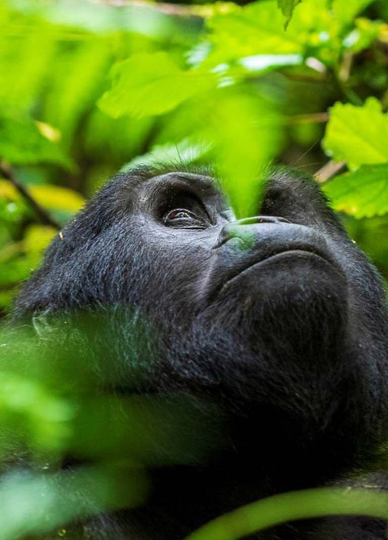 Bwindi Impenetrable National Park Mountain Gorilla Trekking in Uganda