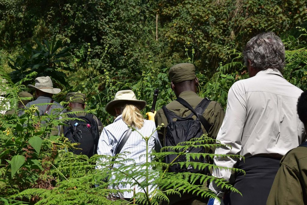 Best time for gorilla trekking tour