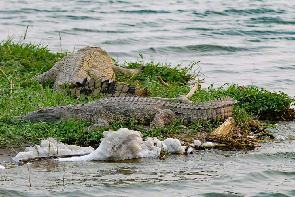 Queen Elizabeth National Park