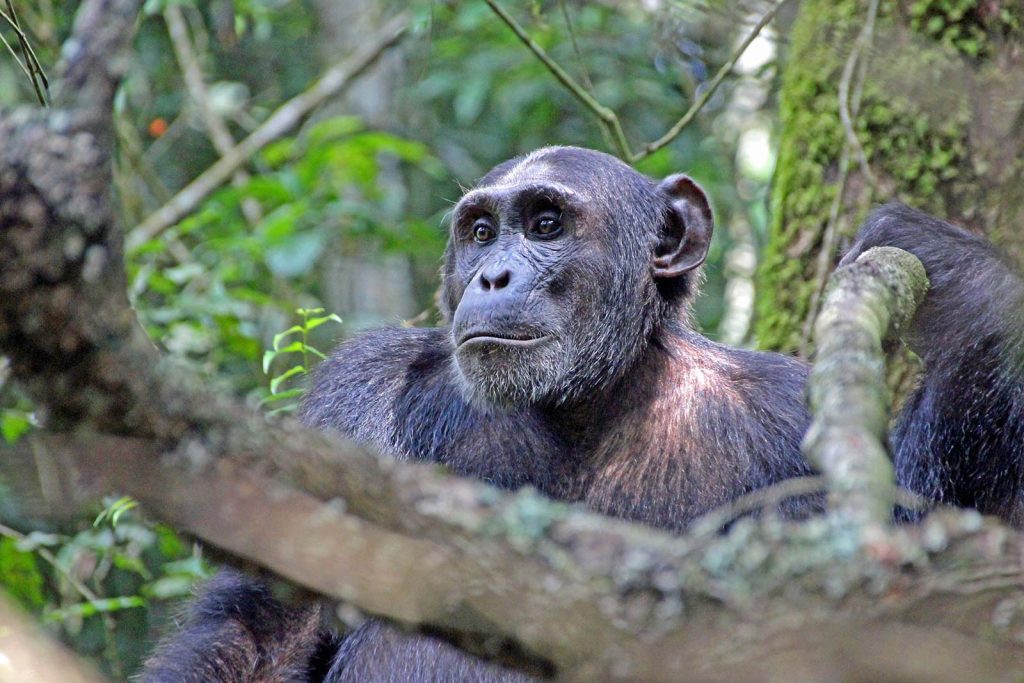 Kibale Forest National Park