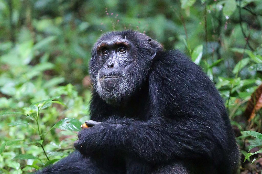 7 Days Uganda Gorilla and Chimpanzee Safari