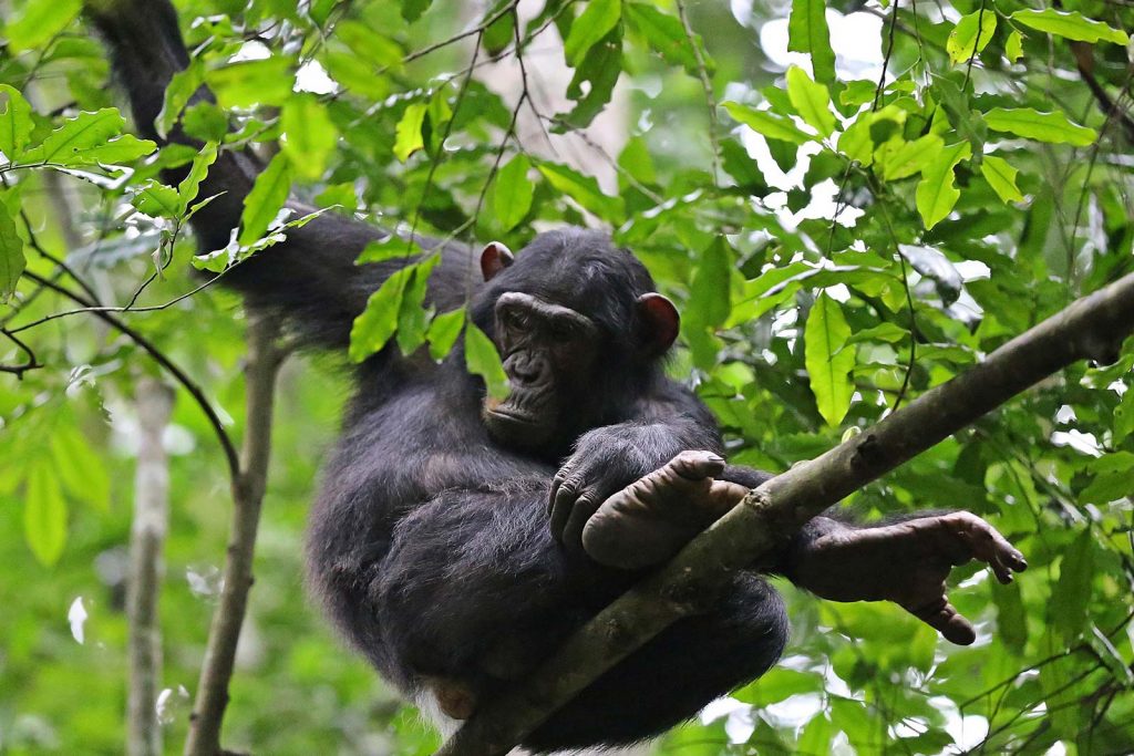 chimpanzee tracking