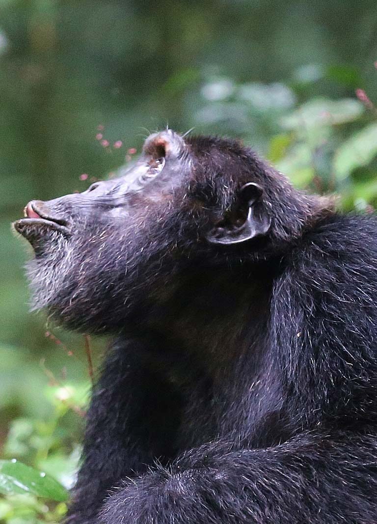 Chimpanzee Tracking