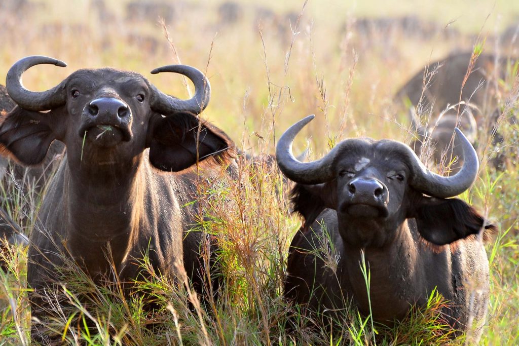 Kidepo Valley National Park