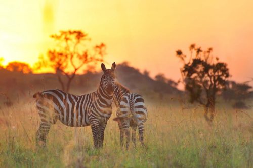 Kidepo Off the beaten track Safari