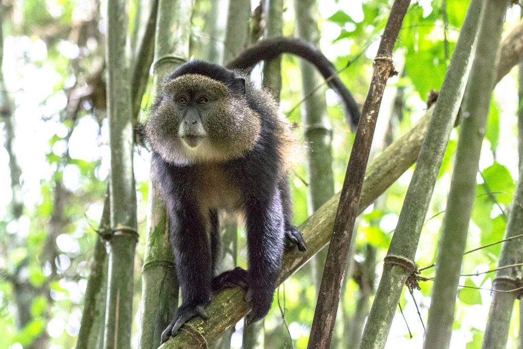 Mgahinga National Park