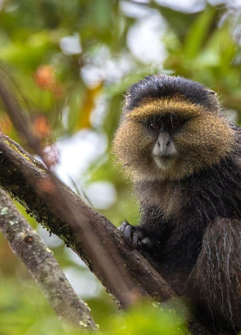 Mgahinga National Park, Mountain Gorilla Trekking