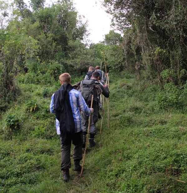 Gorilla tracking rules nature walks