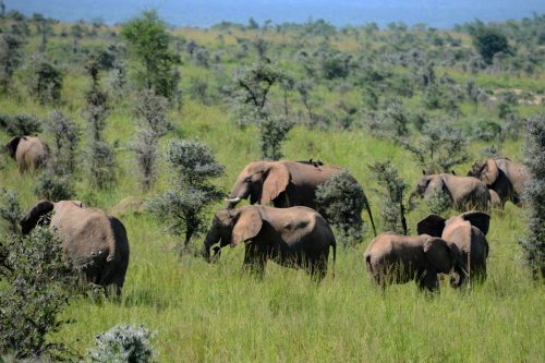 Uganda Gorillas & Wildlife Safari