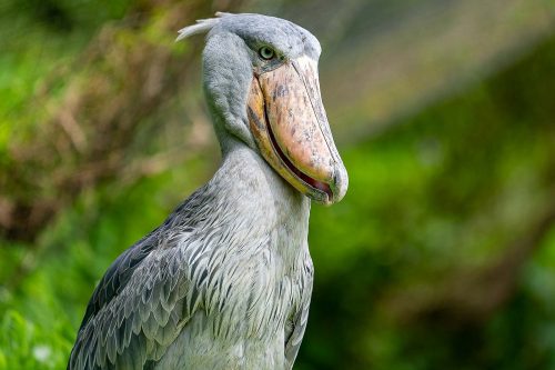 Birding in Uganda