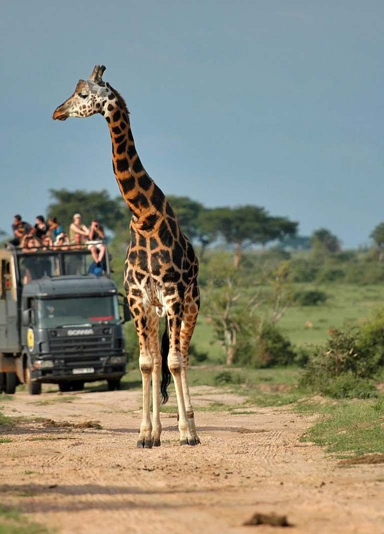 Family Wildlife Viewing