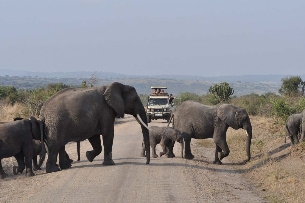 Game Viewing, game drives in Uganda