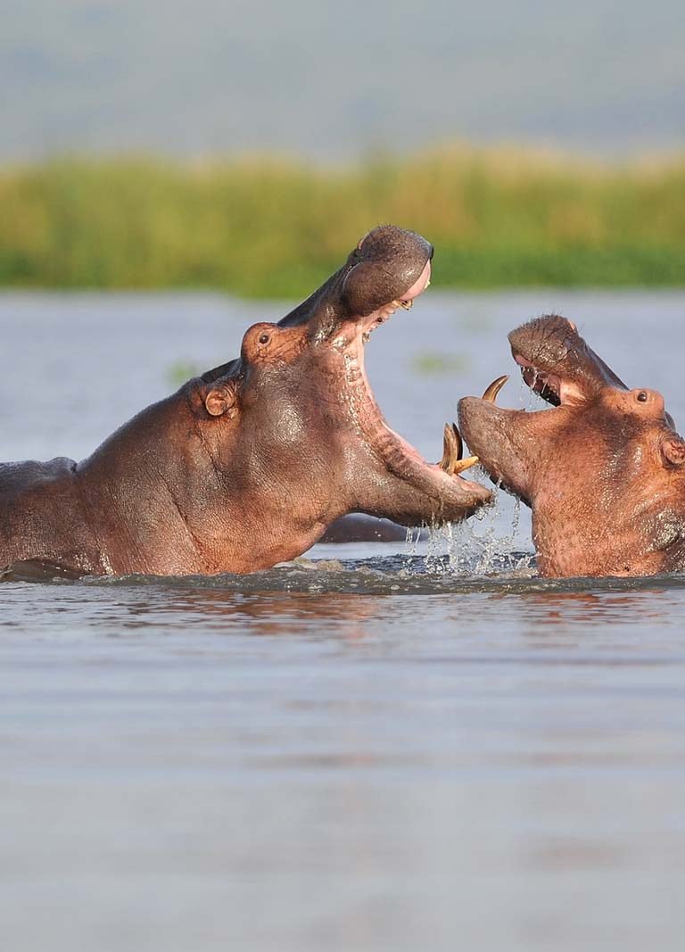 Wildlife Viewing Boat Safaris