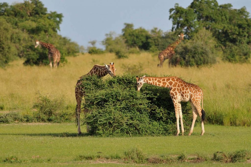 Gorilla Trekking & Wildlife Uganda Rwanda