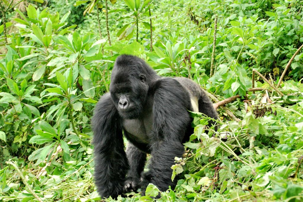 Classic Highlights of Rwanda Safari