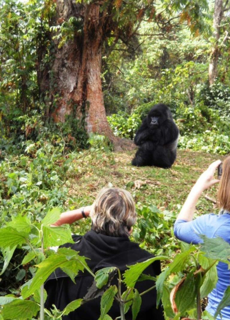 Gorilla Habituation