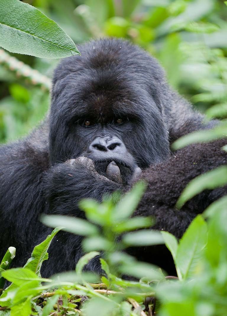 Volcanoes National Park, Rwanda Mountain Gorilla Trekking