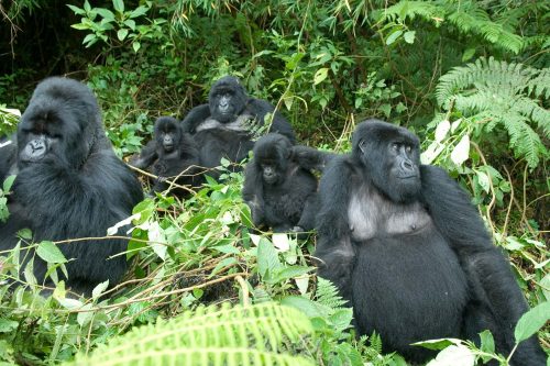 Gorilla Trekking & Wildlife Uganda Rwanda