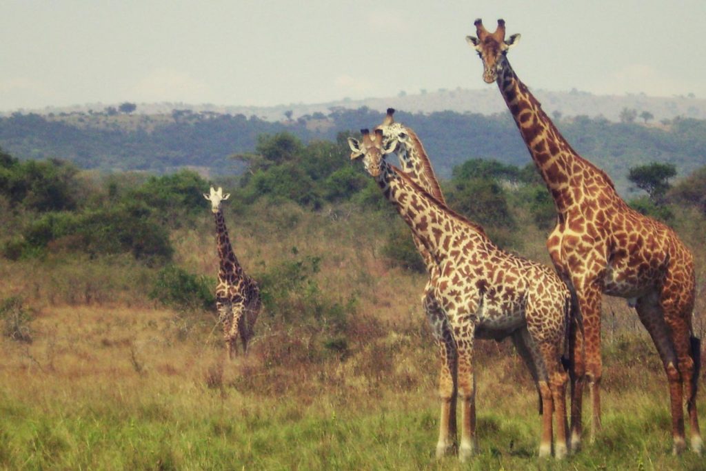 Akagera National Park