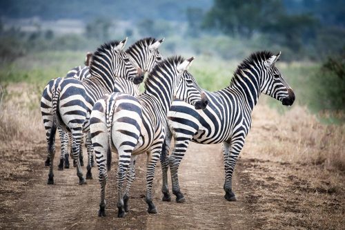 Akagera Rwanda Savanna Wildlife Safari