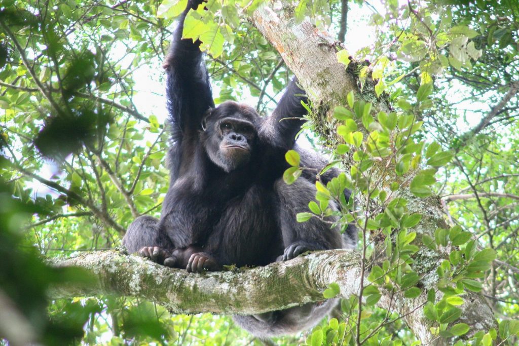 Nyungwe Forest