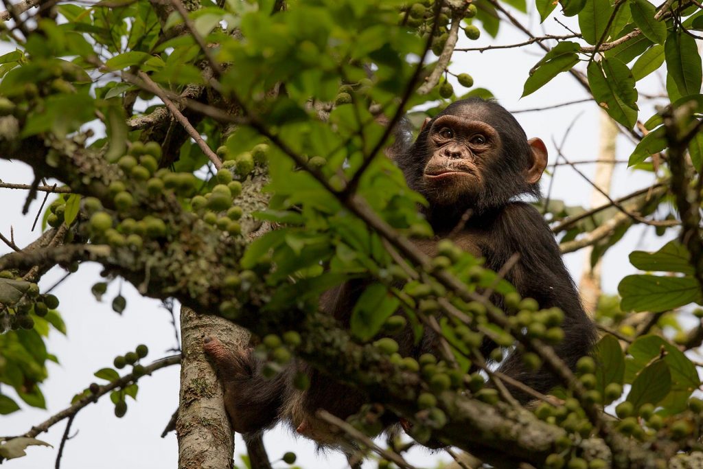 Nyungwe Forest National Park