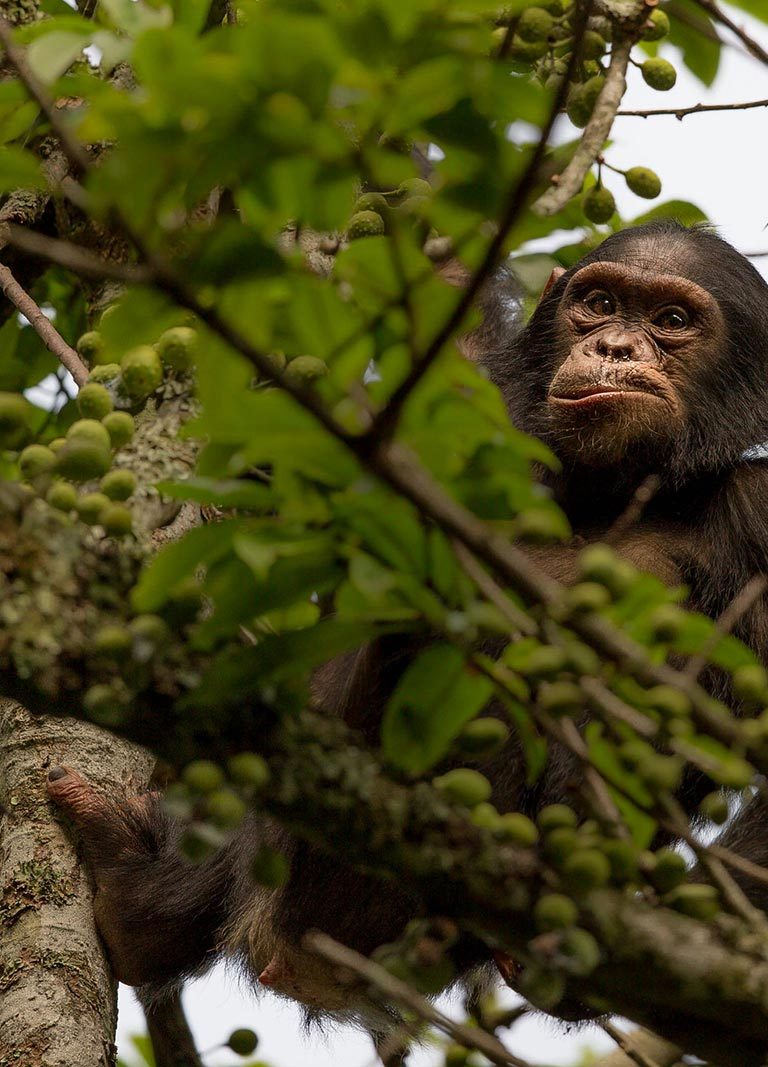 Chimpanzee Tracking