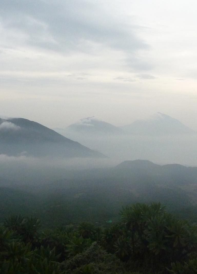 Mgahinga National Park, Mountain Gorilla Trekking