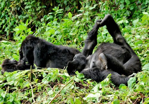 Rwanda Gorilla Trekking Safari