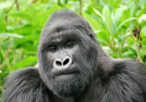 volcanoes-rwanda-gorilla-safari2