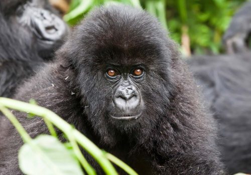 volcanoes-rwanda-gorilla-safari6