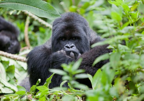 Gorilla tours, gorilla trekking in Uganda and Rwanda, Volcanoes National Park